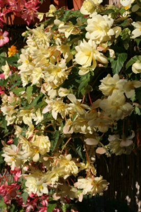 Picture of Begonia - Chanson Creamy Yellow F1